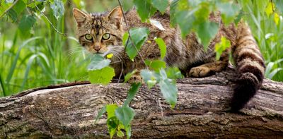 Wildcats lived alongside domestic cats for 2,000 years but only started interbreeding 60 years ago – new study