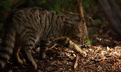 Wildcats and domestic cats began interbreeding in the 1960s, study suggests