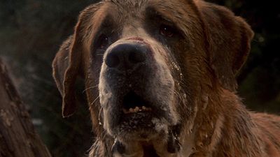 Stephen King Has A Cujo Sequel Coming Next Year, And It's Been Revealed How It Connects To The Classic Killer Dog Story