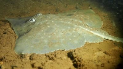 Tas govt lashes Plibersek over salmon industry warning