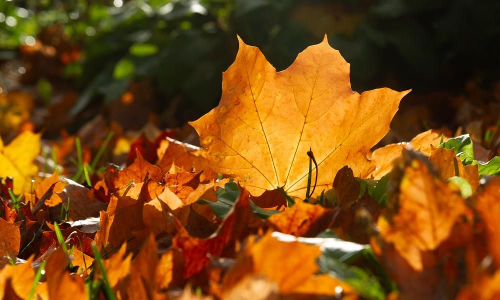 autumn-leaf-colour