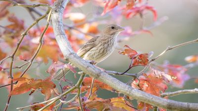 Best trees for wildlife: 10 varieties to provide food, shelter and seasonal interest