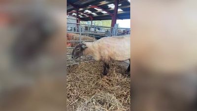 Britain's loneliest sheep 'needed rescuing' after becoming seriously overweight