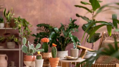 Indoor garden ideas – 9 ways to turn your home into a plant-filled haven