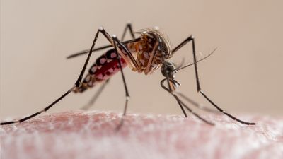 Hikers warned as mosquitoes kill 48 in Colorado this year