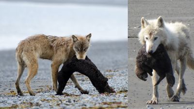 Watch rare footage of wolf hunting sea otter in Alaska at low tide