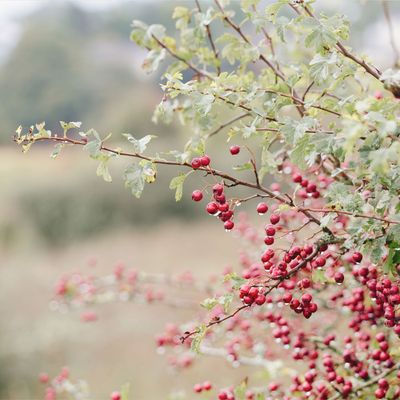How to grow a hawthorn hedge like a gardening pro this autumn