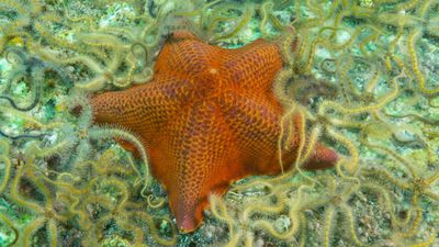 'A disembodied head walking about the sea floor on its lips': Scientists finally work out what a starfish is