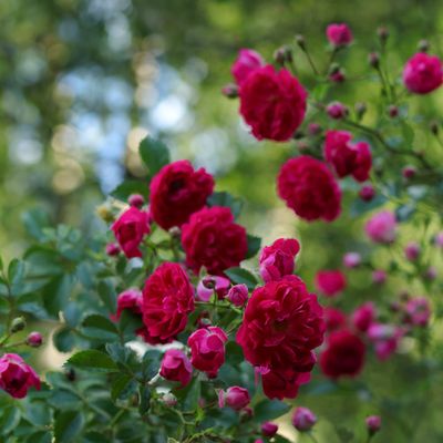 How to prune roses for big, abundant blooms next spring