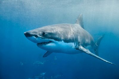 Cape Cod surfers reveal horror encounter with 10-foot great white shark