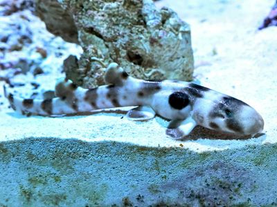 No Daddy Shark in sight: Zoo greets a cute shark pup after apparent parthenogenesis