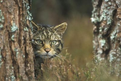 Scottish wildcat ‘genomically extinct’ due to breeding with domestic cats