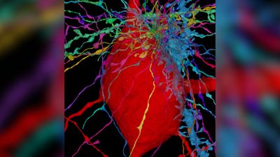 3D map plots human brain-cell 'antennae' in exquisite detail