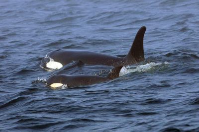 A pod of orcas has sunk a yacht in the Strait of Gibraltar