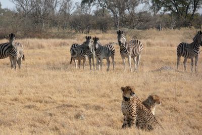 Cheetahs become more nocturnal on hot days. Climate change may up conflicts among Africa's big cats.