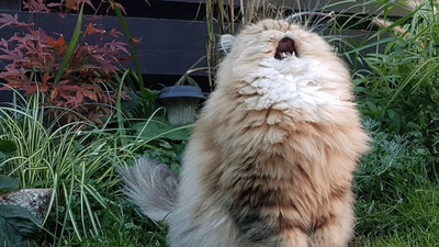 This Woman Learned Of The Optus Outage Through Her Cat Bc Those Little Devils Know Everything
