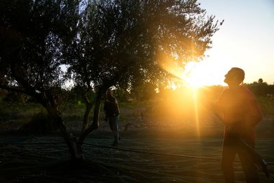As price of olive oil soars, chainsaw-wielding thieves target Mediterranean's century-old trees