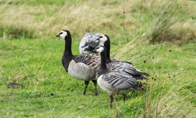 Country diary: Waking up to the joys of geese