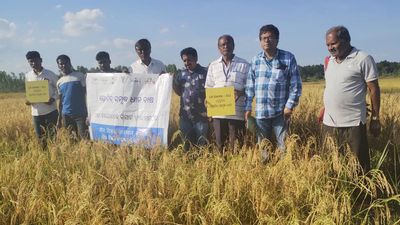 Paddy varieties with protein, zinc content get thumbs up in Odisha’s tribal pocket