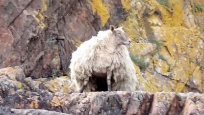 Fleece of Britain’s ‘loneliest sheep’ to be sold for charity