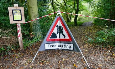 UK forests face catastrophic ecosystem collapse within 50 years, study says