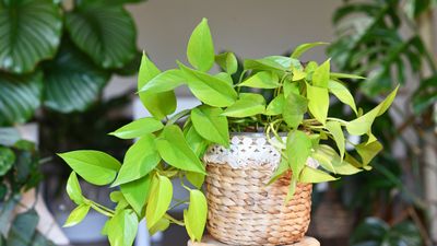 Best lime green houseplants – 5 varieties guaranteed to add zest to your interiors