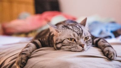 Got an indoor kitty? Here are three expert-approved ways to banish boredom