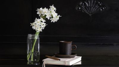 How to grow paperwhites in a jar for Christmas – 4 expert steps for fragrant blooms