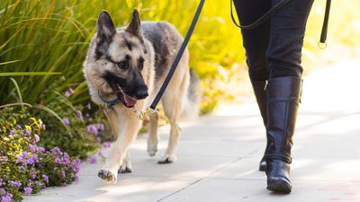 Trainer reveals the one mistake you want to avoid making if your dog is leash reactive