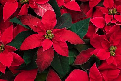 This "unexpected" trick is the one thing you need to do with poinsettias now for healthier, more colorful plants