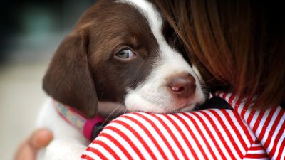 How to handle dog fear periods