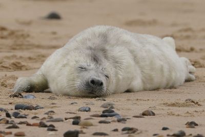 Baby seals spotted on Norfolk coast as pupping season gets under way