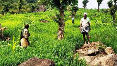 Tribespeople of Chinnar reaping the dual benefits of reviving millet farming
