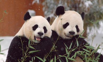 Two giant pandas begin return to China from Smithsonian’s National zoo