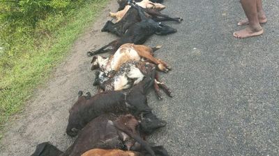 Lightning kills goatherd, 15 goats near Arani; three students injured in another incident near Ranipet