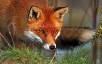 Gamekeepers say ban on killing foxes with snares will leave them in 'dire straits'