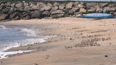 Migrant flocks arrive early, shift to sandy beaches