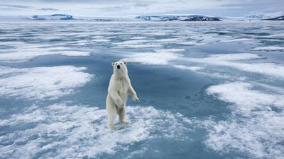 "He has escaped the country and flown to Colorado" – mystery of the glacier-trotting polar bear solved