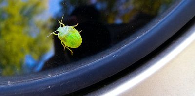 Fewer insects hitting your car windscreen? Here's why
