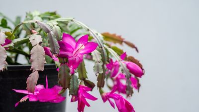 How to grow and care for a Thanksgiving cactus – 3 expert tips from houseplant pros