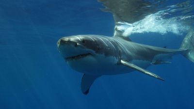 Warm-blooded Sharks More Common Than Thought