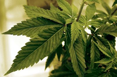 Ohio just legalised recreational marijuana. These states could be next