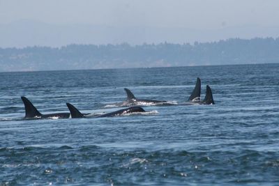 Orcas sink another yacht in relentless 45-minute attack