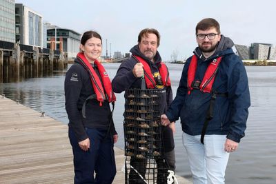 Oysters hoped to improve water quality and boost marine life in Belfast Harbour