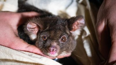 Daytime search for nocturnal glider sparks new rules