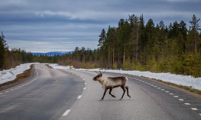 Sámi call to protect reindeer in Sweden after 10,000 road deaths in five years