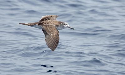 GPS tracker sheds light on how birds ride out high-speed storms