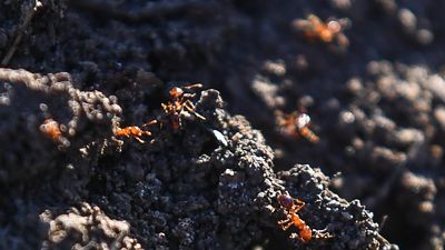 Bait shortage white-ants bid to end spread of tiny pest
