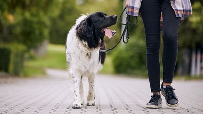 Want your dog to pay attention to you when you're on a walk? Here's how one trainer does it...