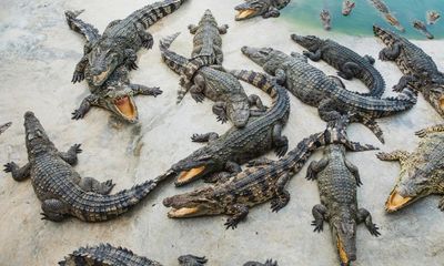 ‘The crocodiles bellowed at the sky – then mated like mad’: the sex frenzy sparked by helicopters